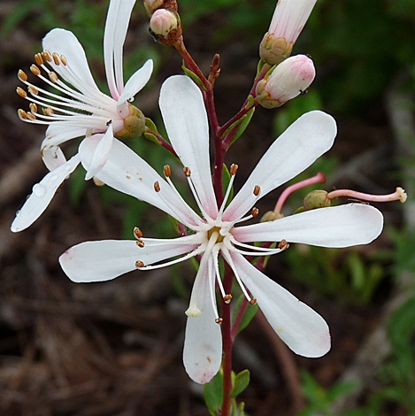 {Bejaria racemosa}